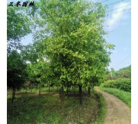 香泡常绿型行道树乔木胡柚树苗沙田柚园林绿化树苗庭院公园广场