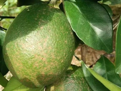 柑橘褐斑病高发季节，果农如果防治不力，全园都可能沦陷